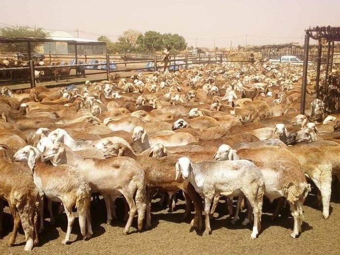 Livestock