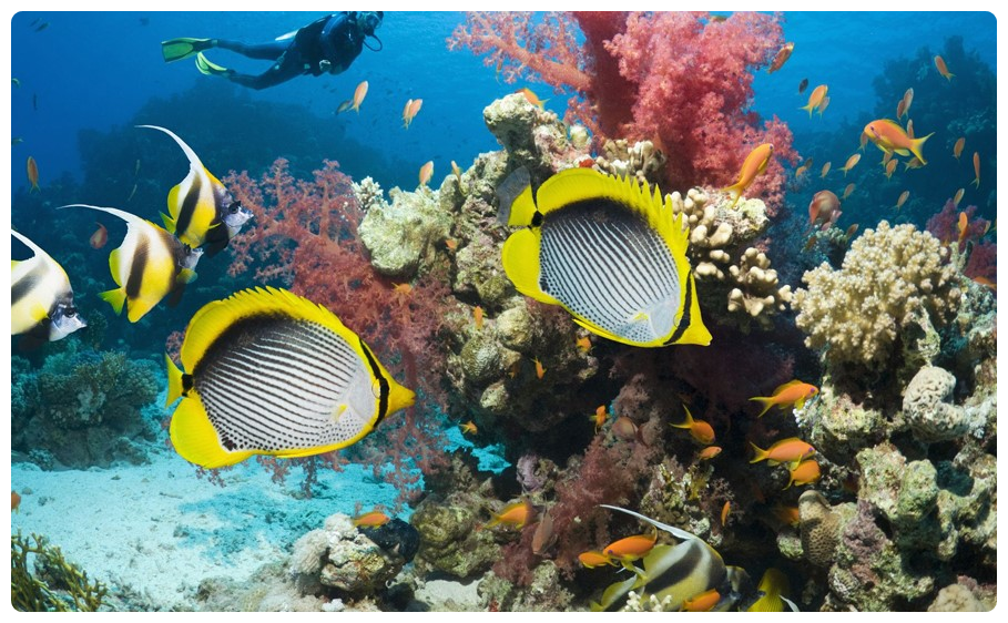 Red Sea